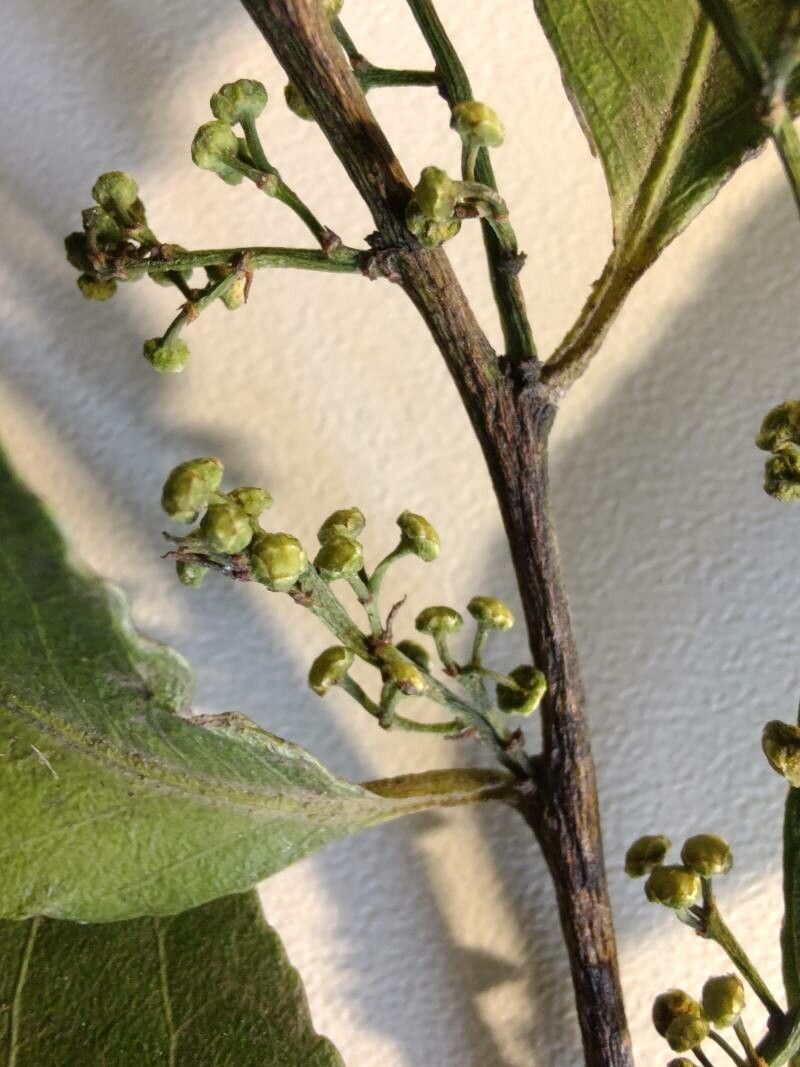 Maytenus evonymoides flower