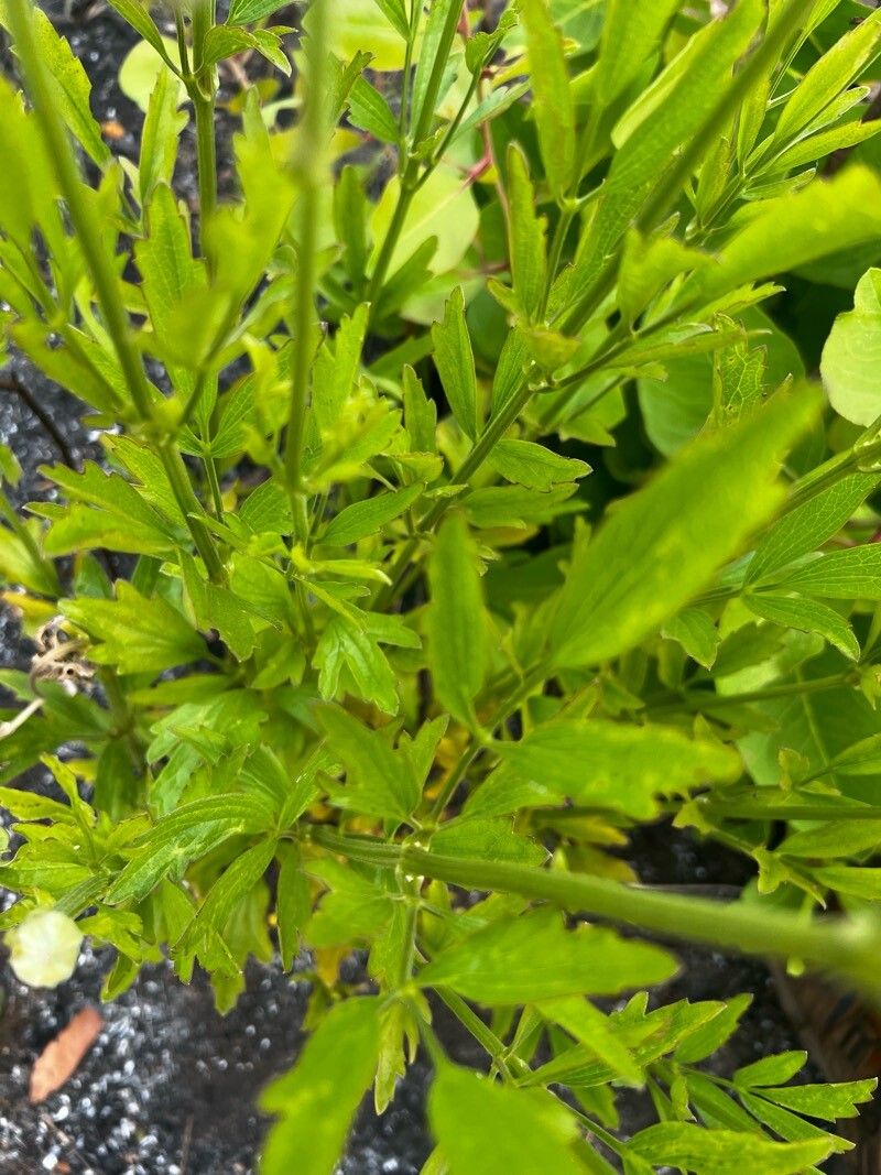 Clematis villosa — search result for 'Clematis'