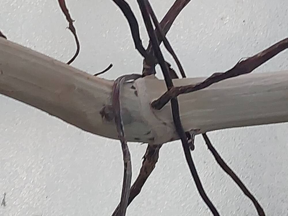 Philodendron sparreorum bark