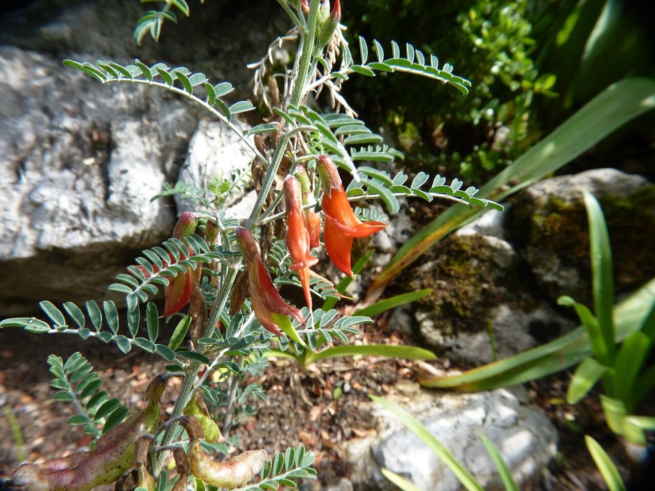 Sutherlandia frutescens other