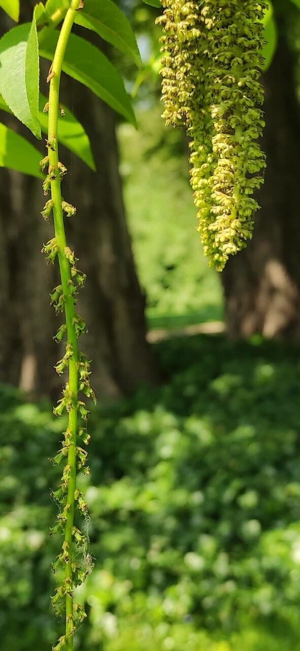 Pterocarya rhoifolia flower