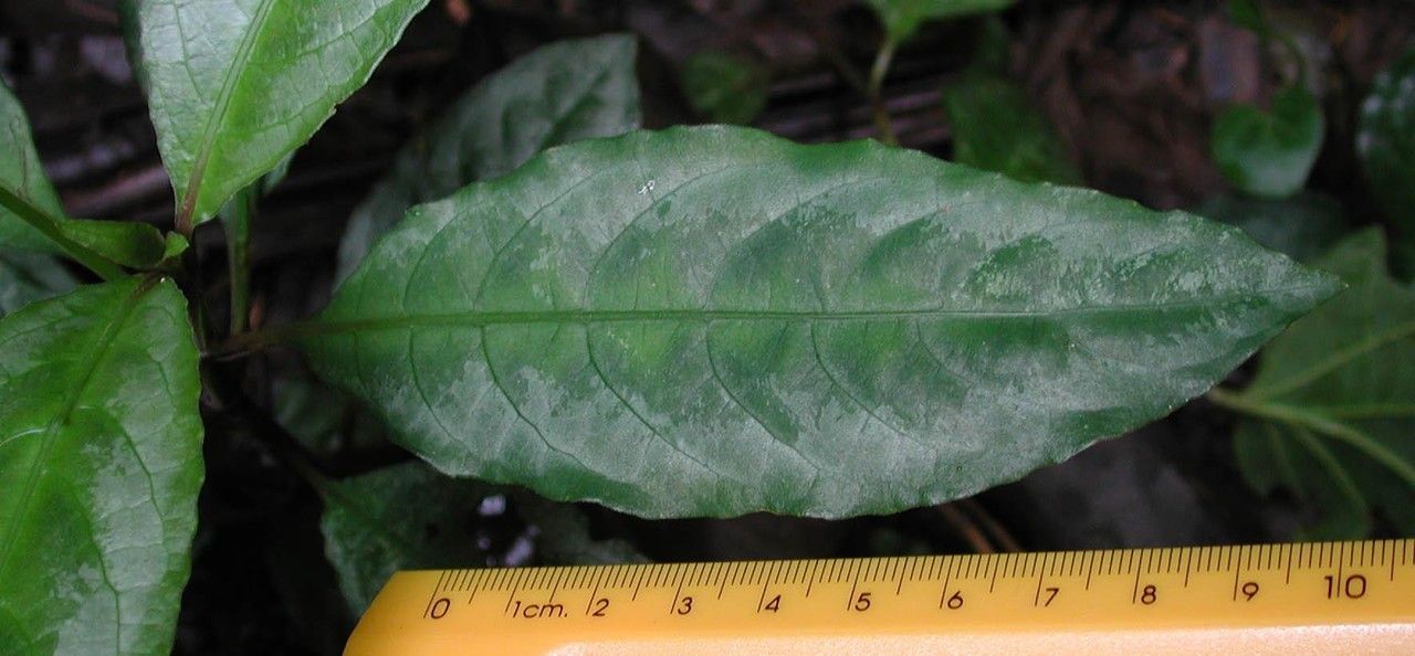 Ruellia biolleyi — search result for 'Ruellia'