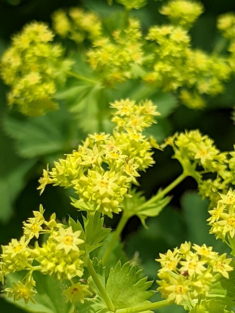 Alchemilla epipsila flower