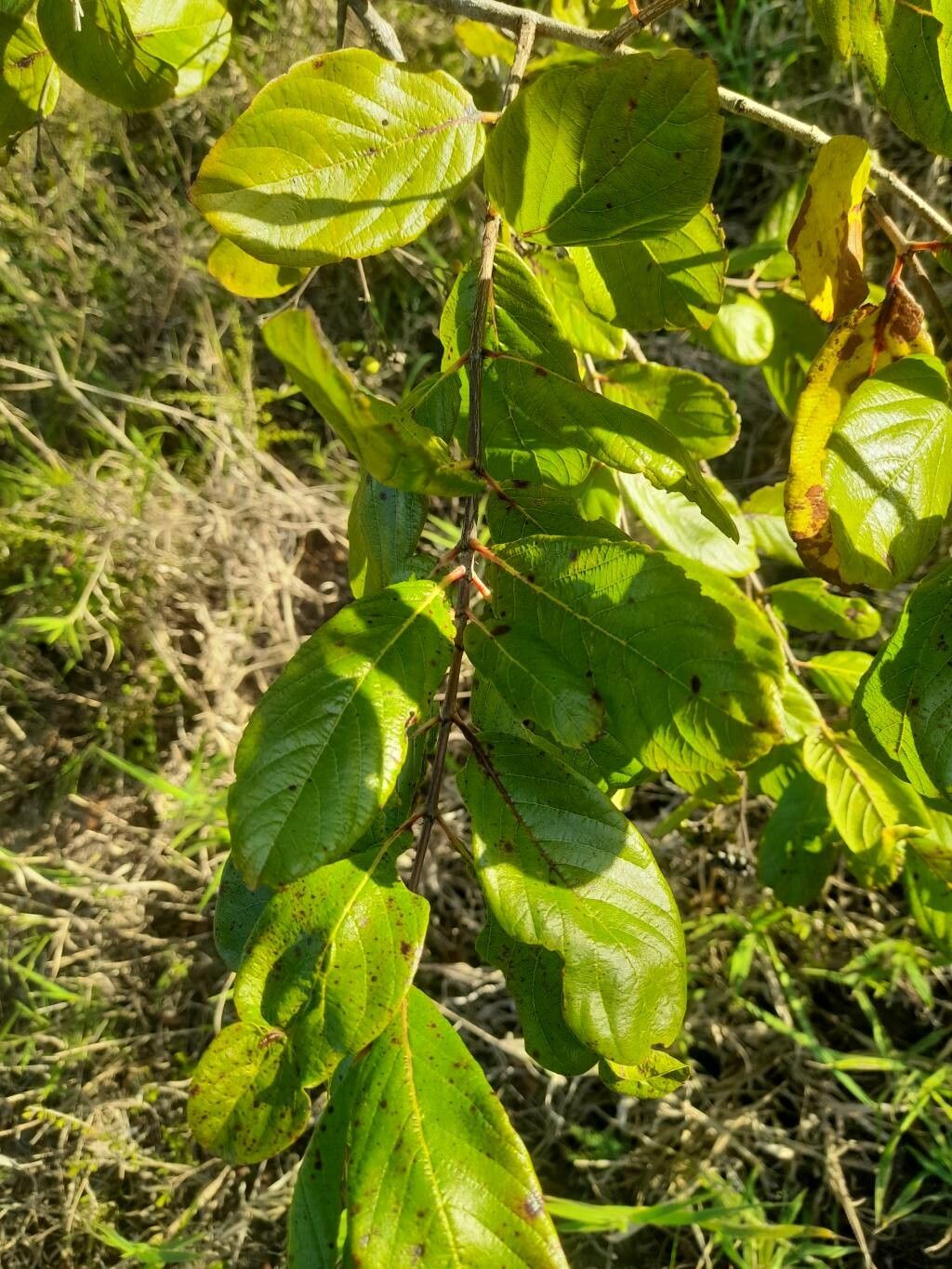 Crossopteryx febrifuga — houseplant care guide