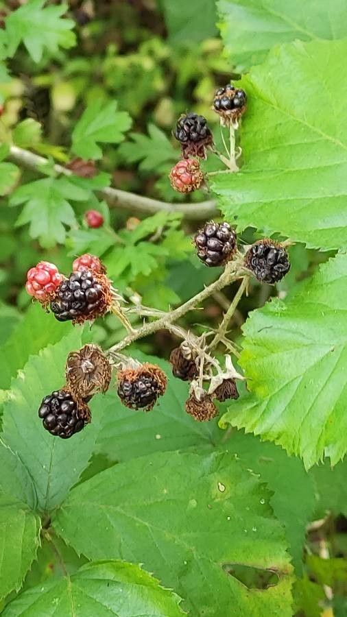 Rubus questieri fruit