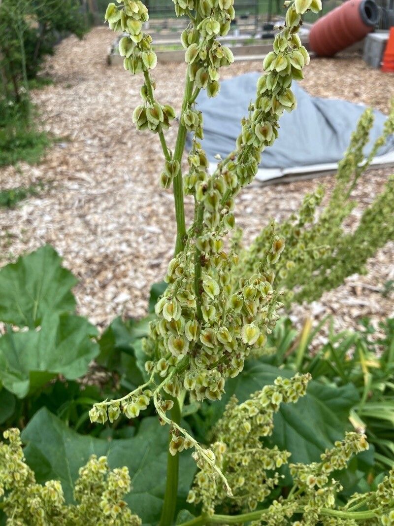 Rheum rhabarbarum fruit