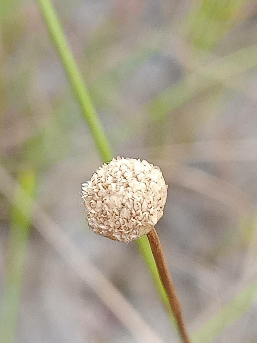 Syngonanthus umbellatus flower