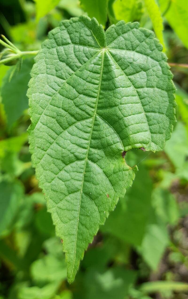 Pavonia hieronymi leaf