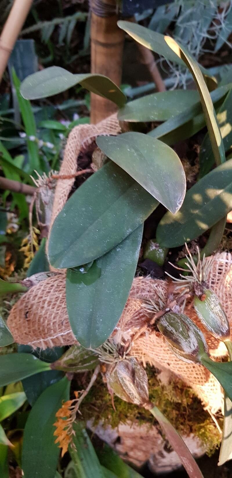 Bulbophyllum sterile — houseplant care guide