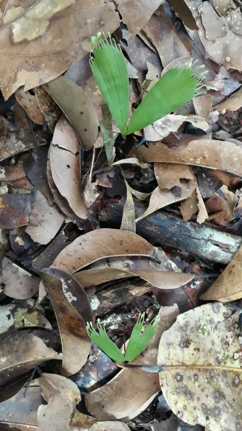 Schizaea elegans leaf