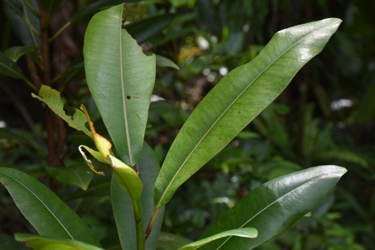 Sideroxylon grandiflorum leaf