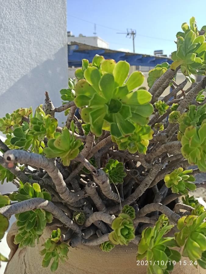Aeonium balsamiferum flower