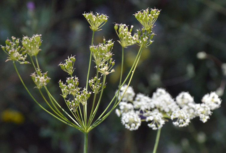 Perideridia lemmonii flower