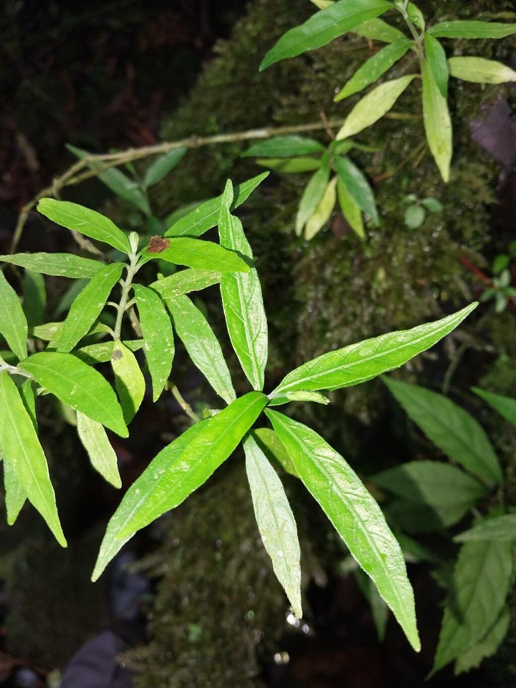 Justicia lithophila — houseplant care guide