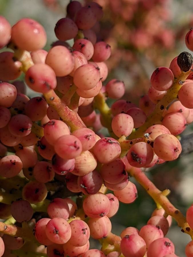 Pistacia × saportae fruit