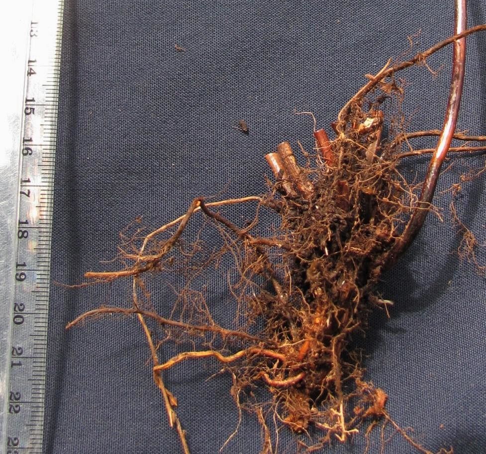 Nephrolepis obtusiloba other