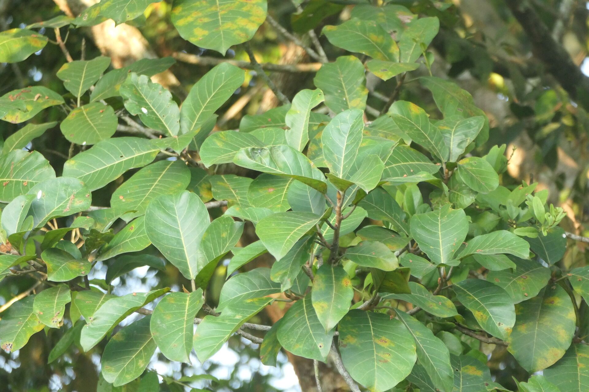 Ficus obtusifolia — search result for 'Moraceae'