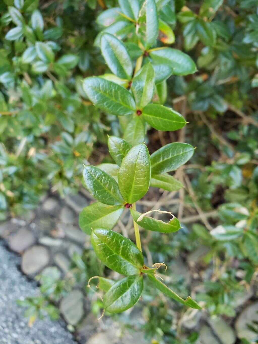 Berberis × gladwynensis — houseplant care guide
