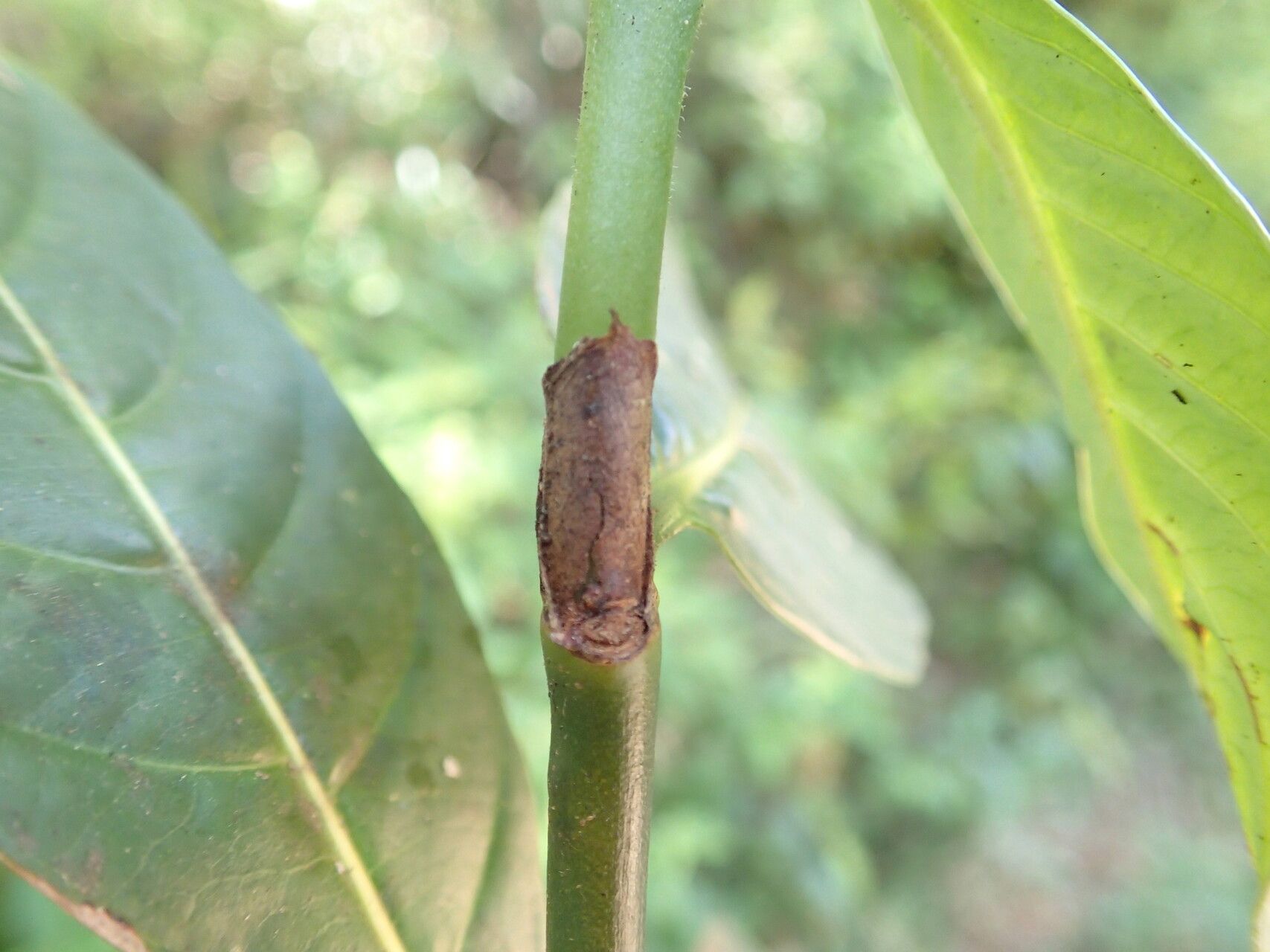 Gaertnera phyllosepala bark