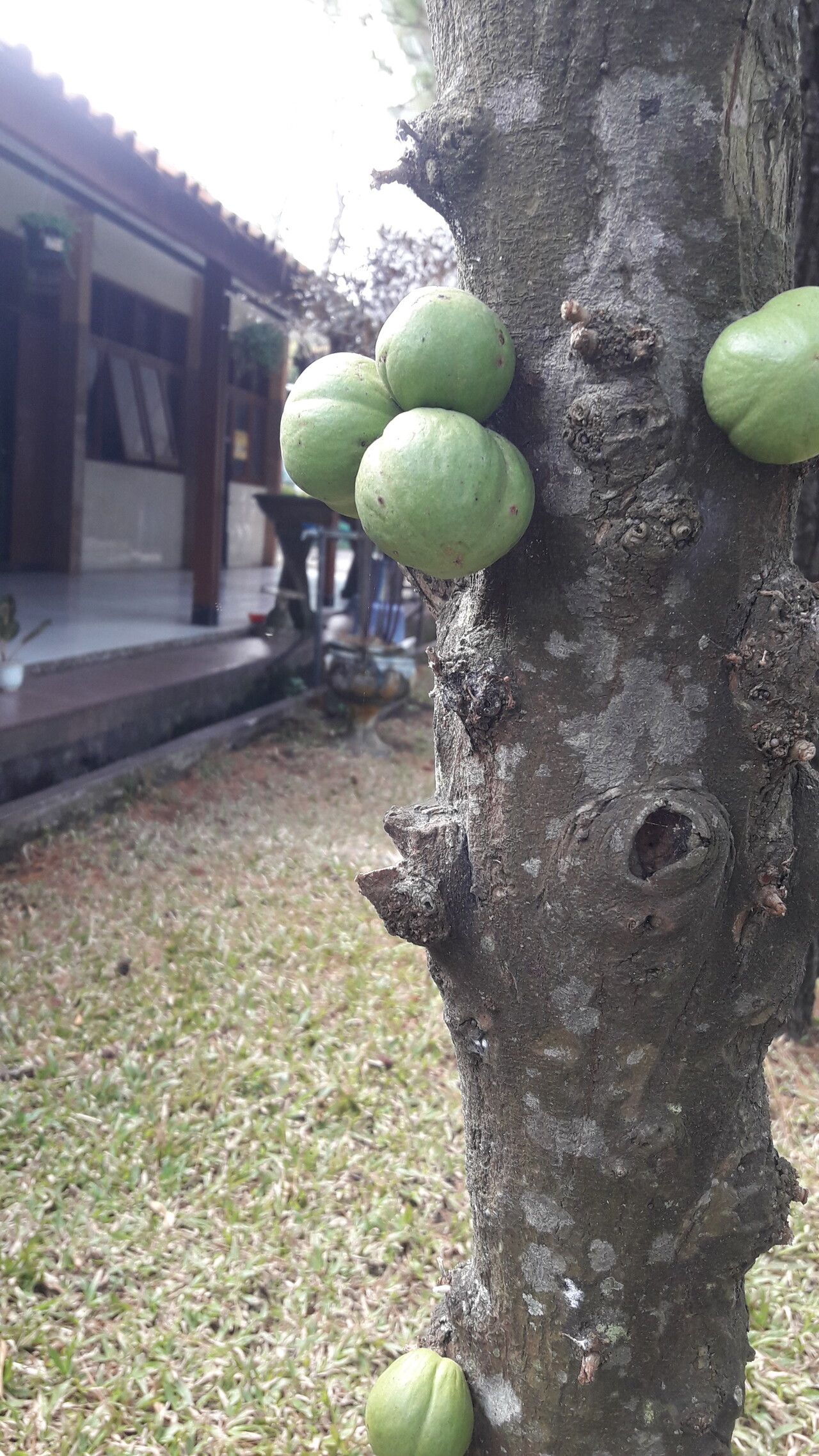 Ficus sansibarica — search result for 'Kenya'