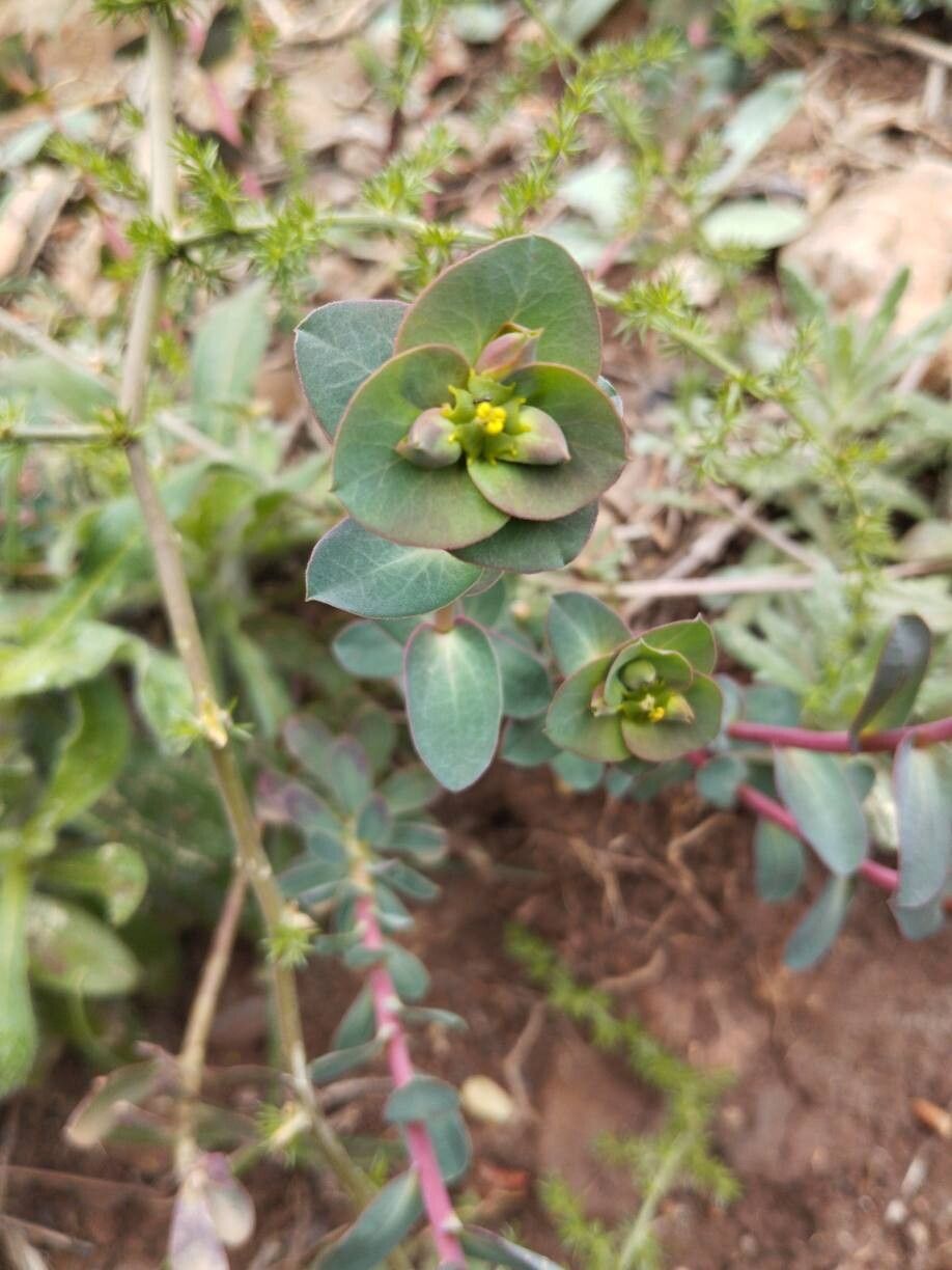 Euphorbia barrelieri habit