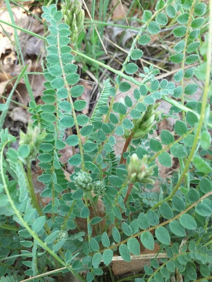 Astragalus hamosus leaf