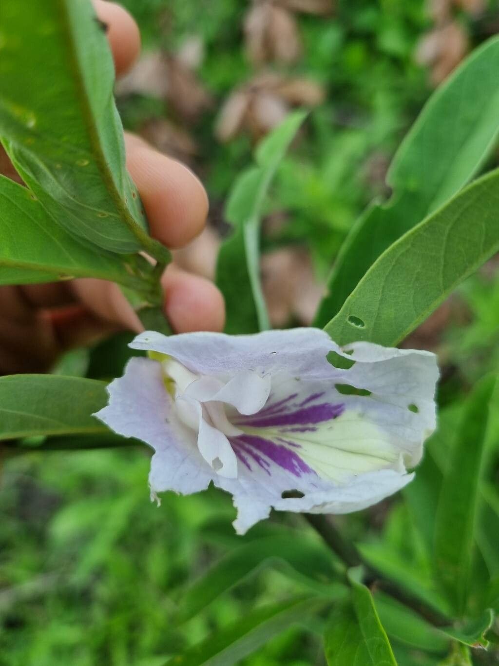 Clitoria laurifolia flower