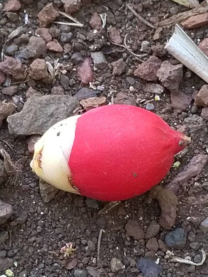 Dictyosperma album fruit