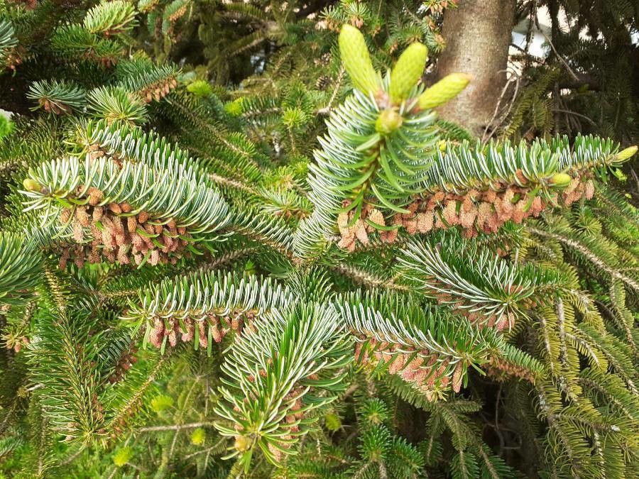 Abies cephalonica flower