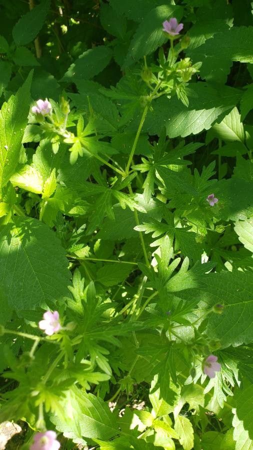 Geranium bicknellii leaf