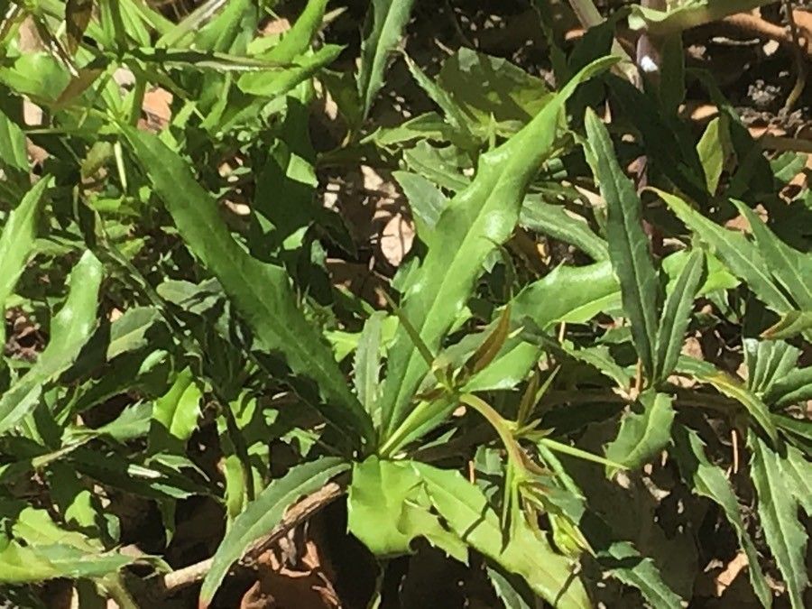 Berberis veitchii — search result for 'Berberis'