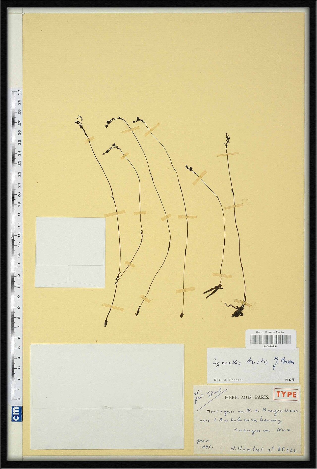 Cynorkis tristis — houseplant care guide