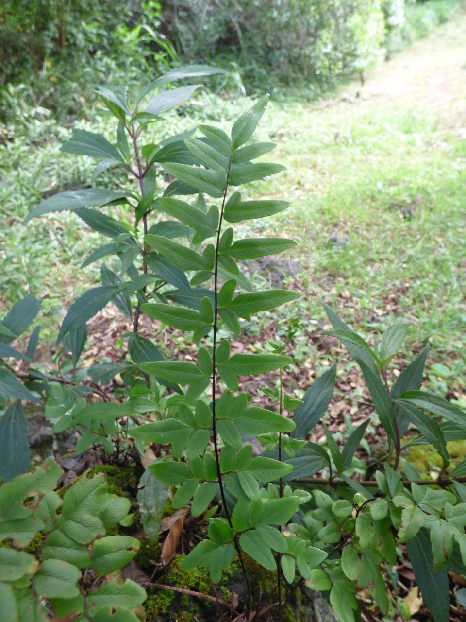 Hemionitis viridis leaf