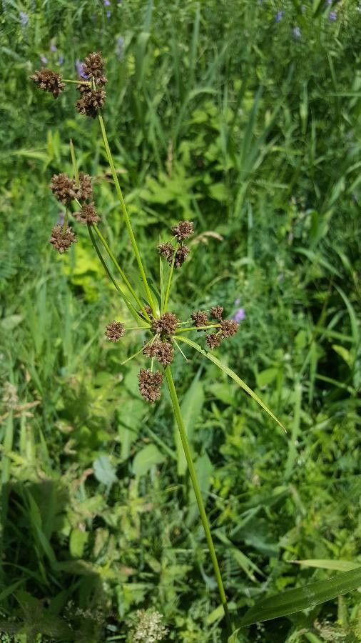 Scirpus atrovirens leaf