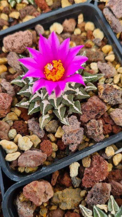 Ariocarpus kotschoubeyanus flower