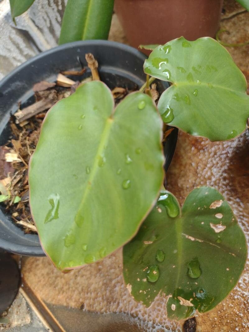 Philodendron appendiculatum leaf