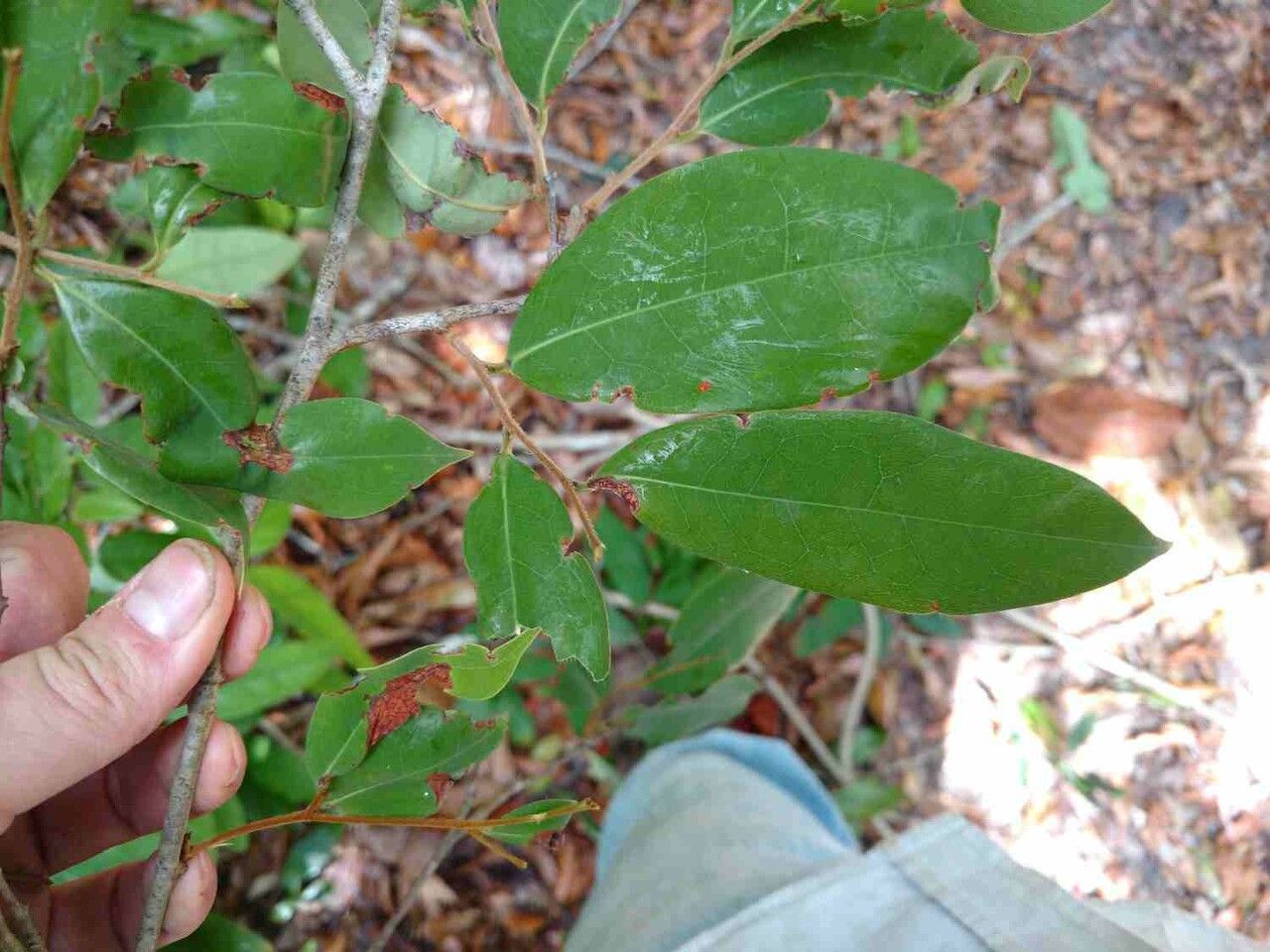 Xylopia ochrantha — search result for 'Xylopia'