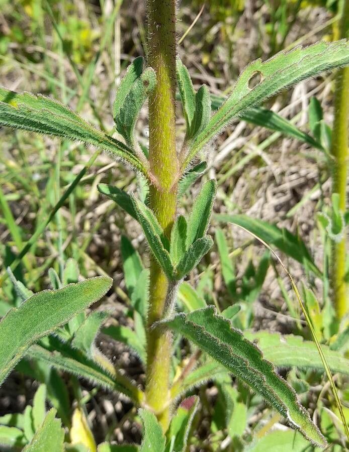 Campuloclinium macrocephalum — search result for 'Eupatorium'