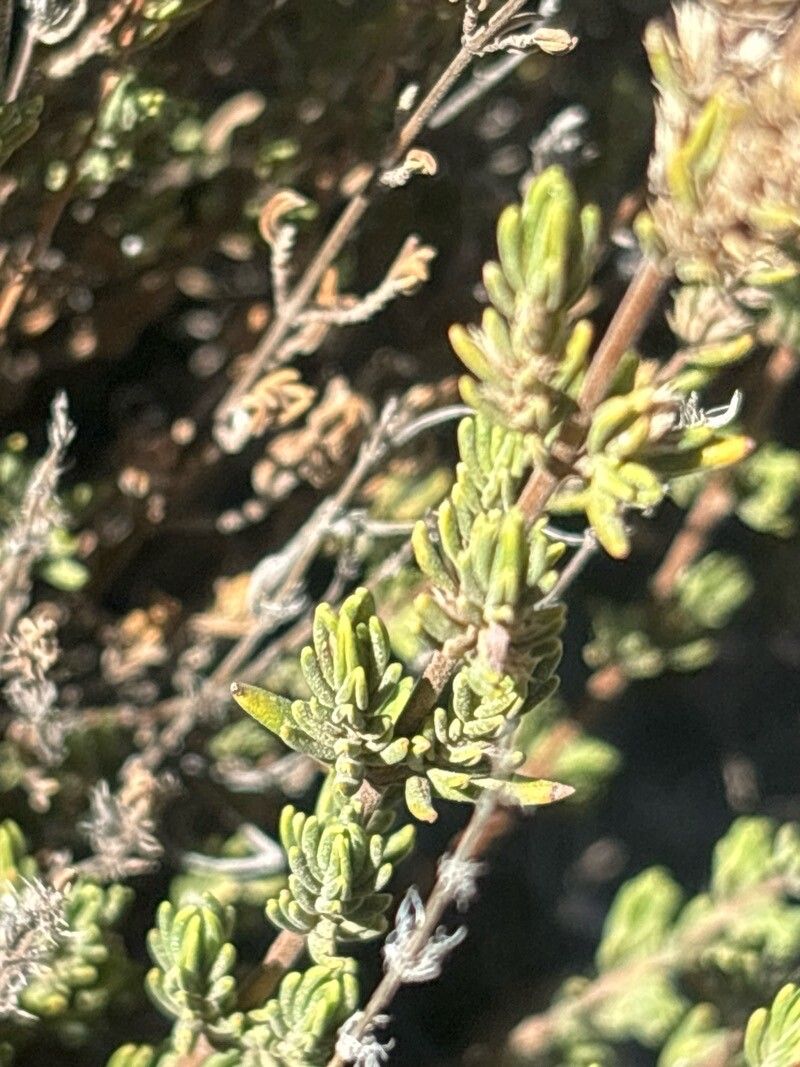 Micromeria lasiophylla — houseplant care guide