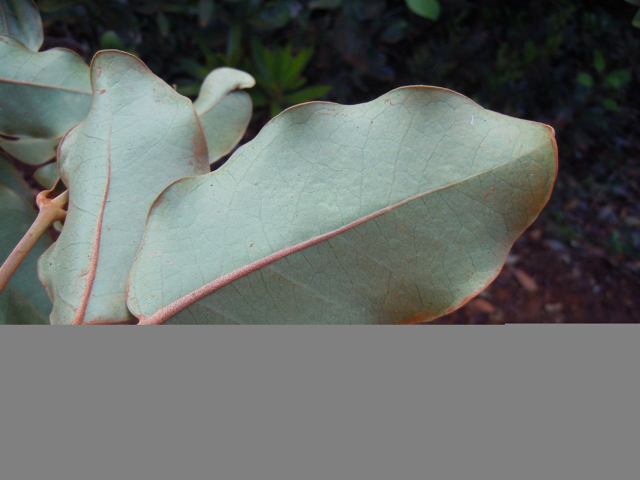 Polyscias biformis — search result for 'Polyscias'