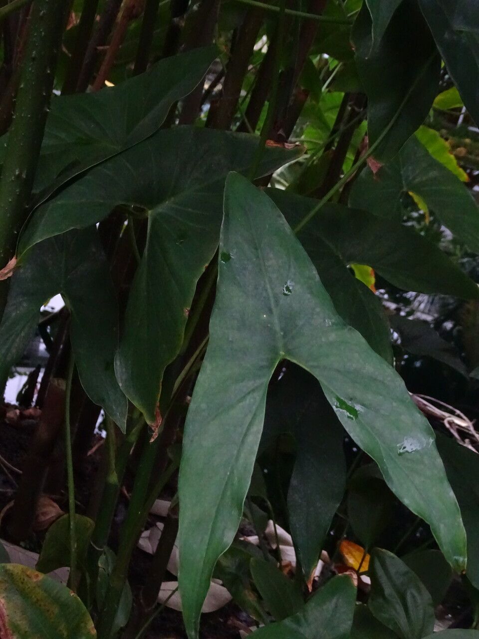 Montrichardia arborescens — houseplant care guide