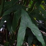 Montrichardia arborescens