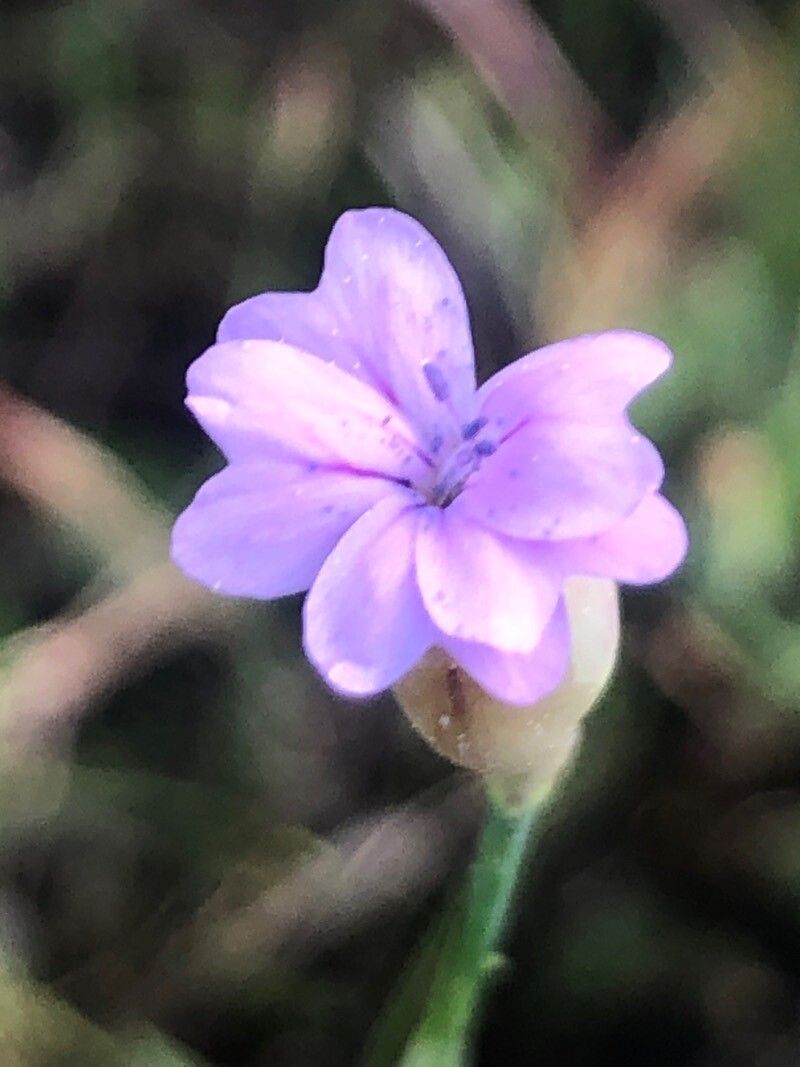 Petrorhagia nanteuilii flower