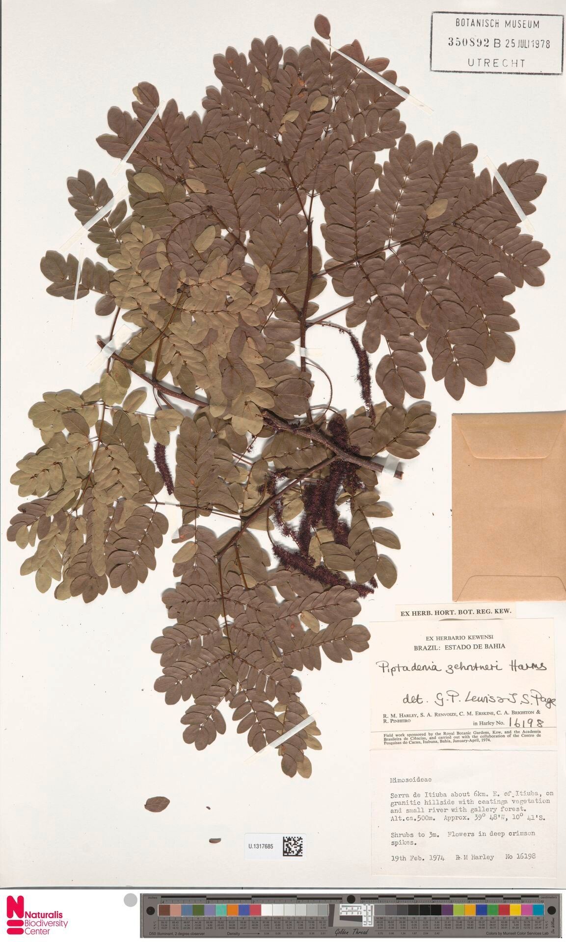 Newtonia zenkeri — houseplant care guide