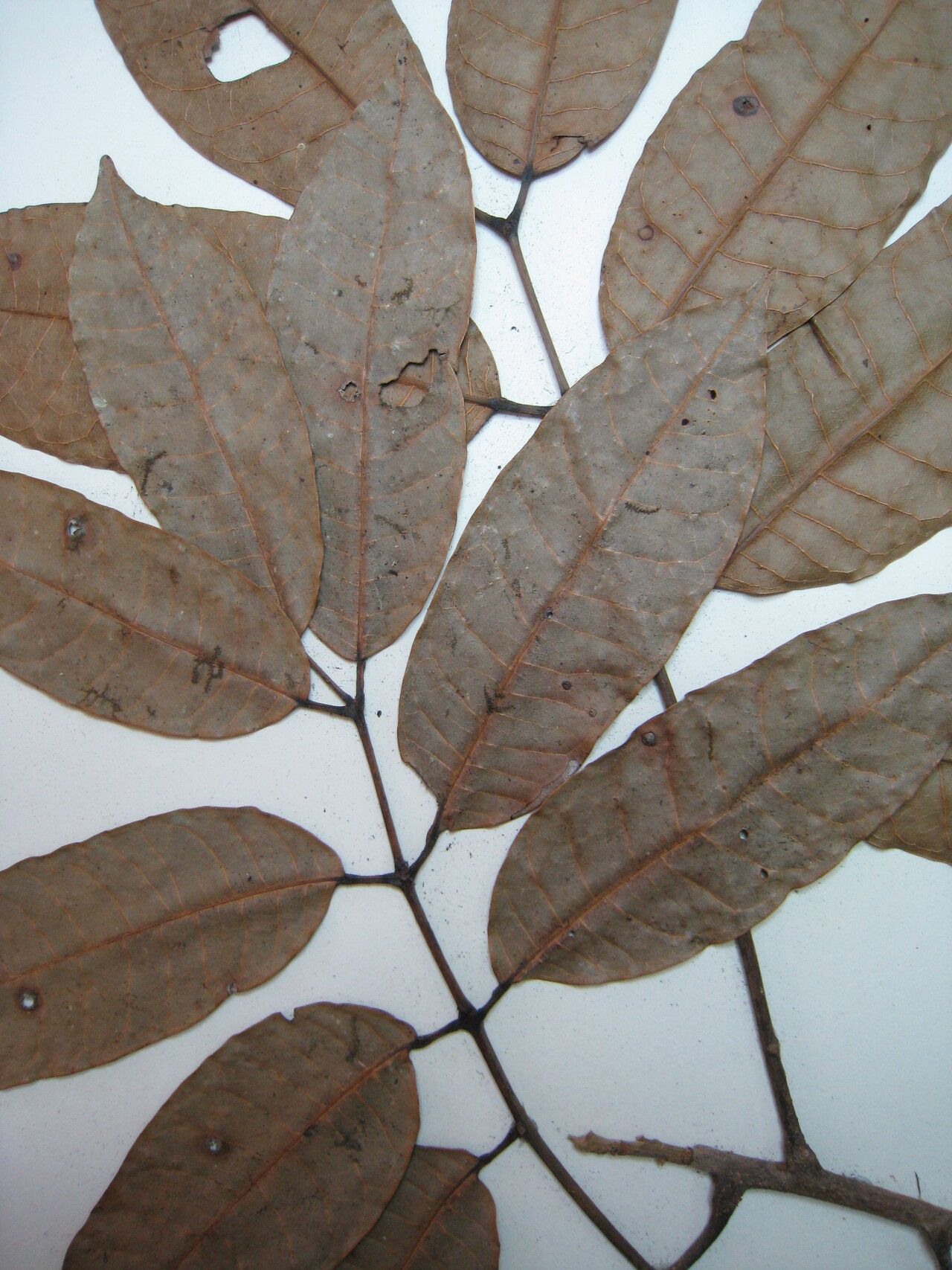 Protium morii — houseplant care guide