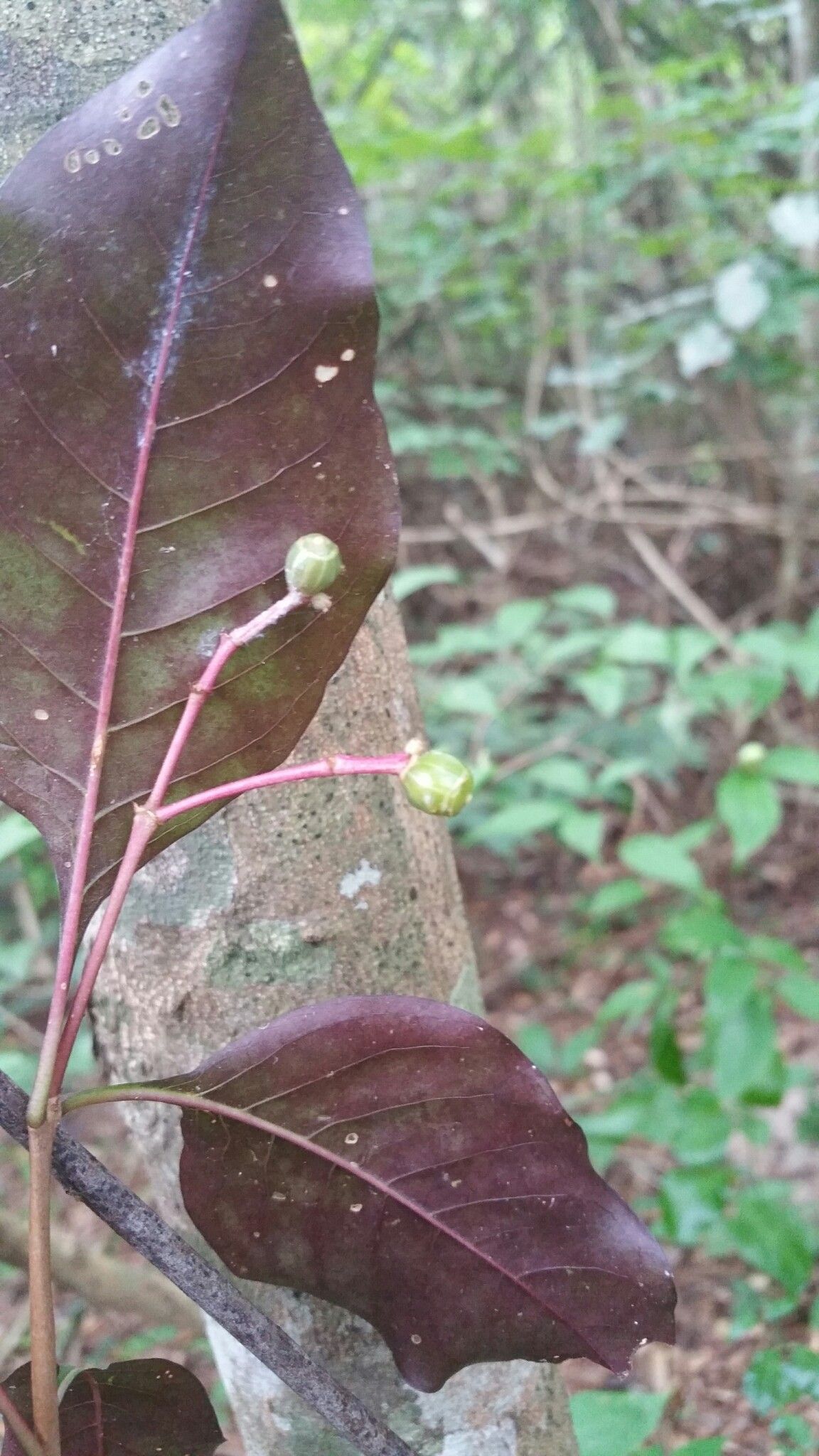 Psychotria charlotteana — houseplant care guide