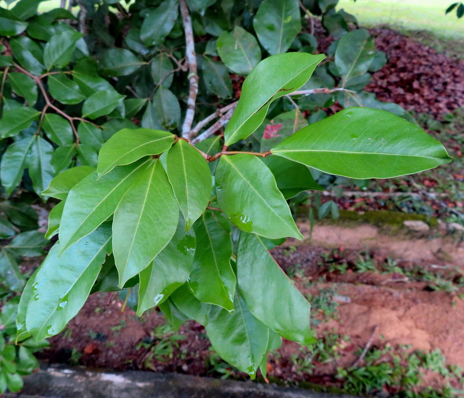 Cynometra browneoides — houseplant care guide