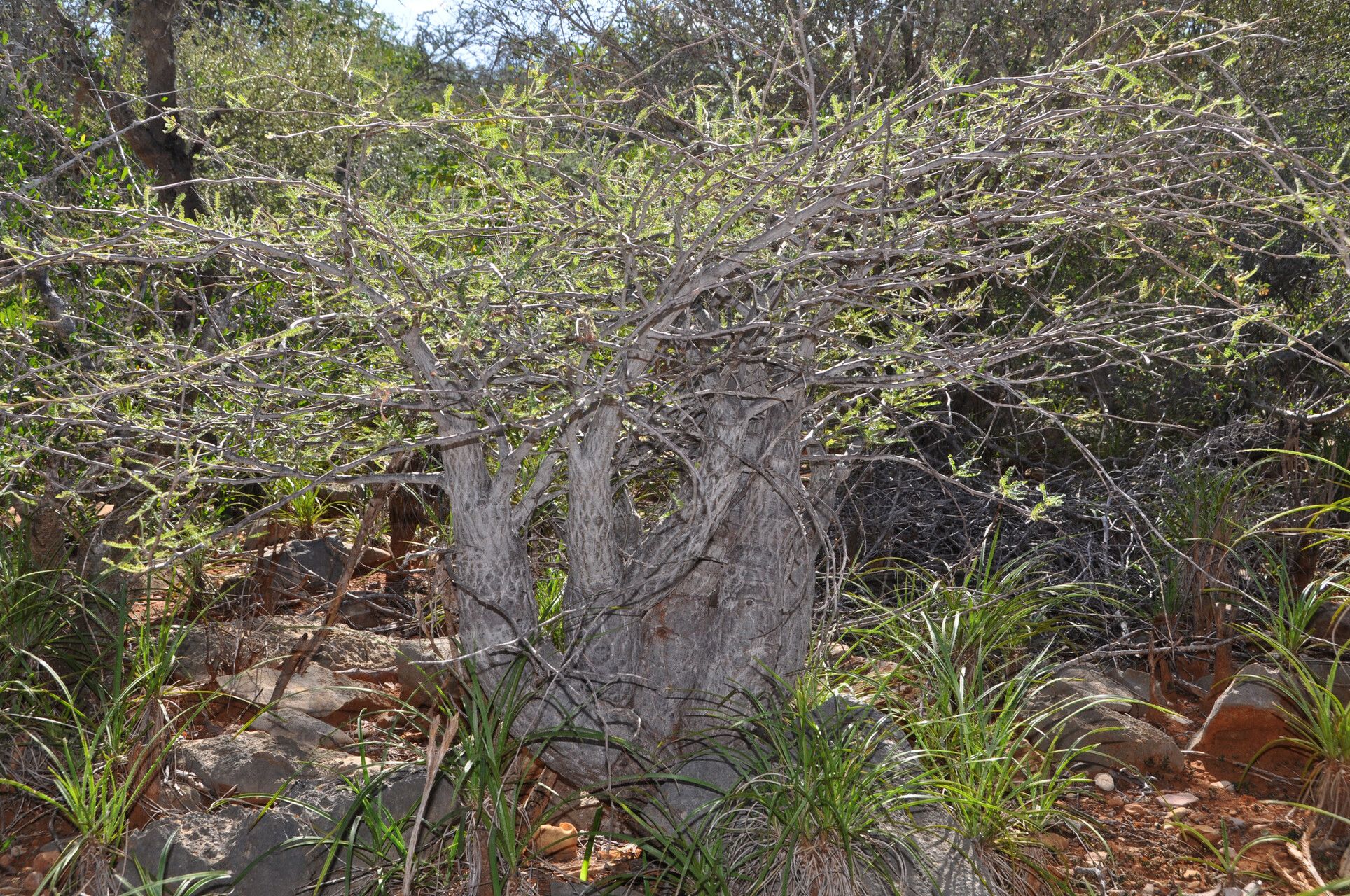Operculicarya hyphaenoides habit