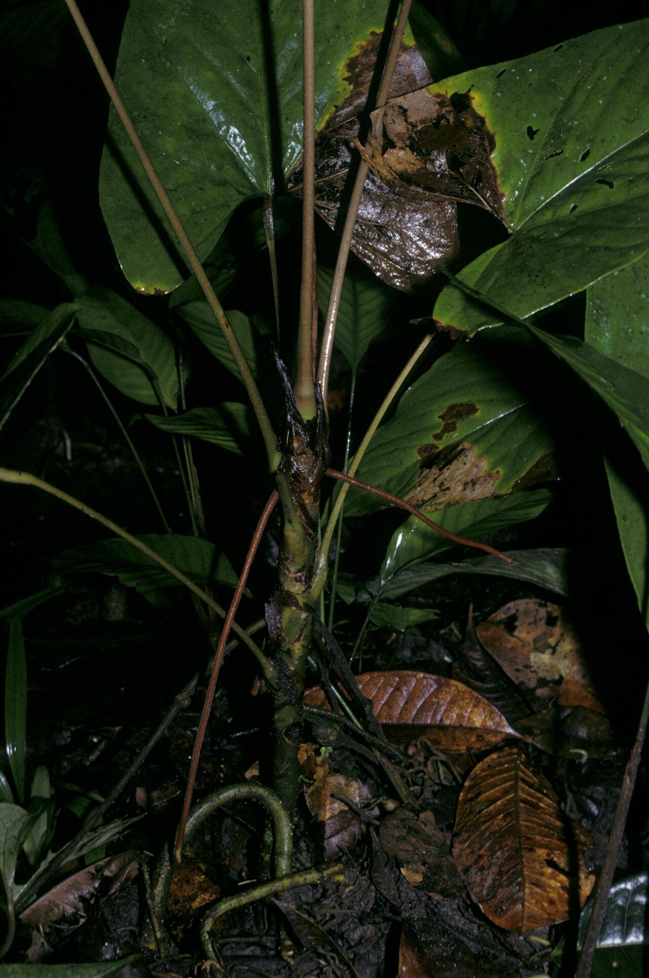 Anthurium sagittatum bark