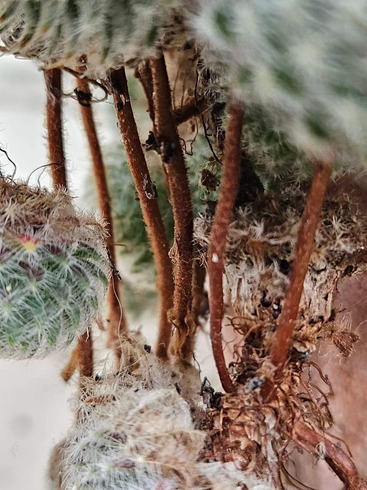 Aylostera heliosa bark